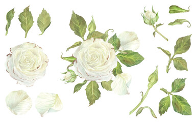 Set of white rose buds and leaves separately. Composition of a flower with petals. Watercolor illustration. Isolated on a white background.For design of stickers, greeting cards, wedding invitation