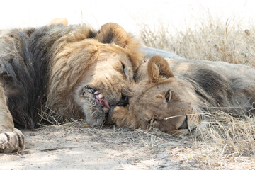 Head shot of lioness awake and lion sleeping in Africa