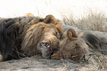 Lion and lioness in wild asleep. Close up head shot.