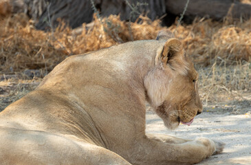 Lioness licks - closeup head shot