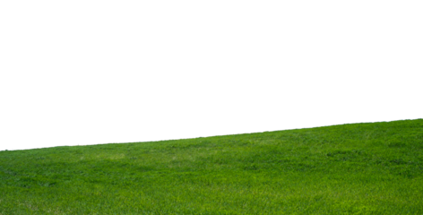 Spring background with field grass