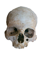 Human skull isolated