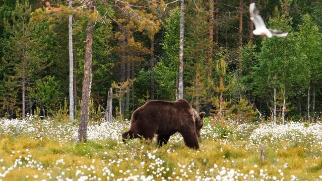 An adult bear scratches its back against a tree