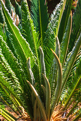Obraz na płótnie Canvas Cycas revoluta or Sago cycad or sago palm plant background vertical photo