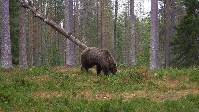 Close up on a  massive bear searching for food in the forest, eventually get back in the forest