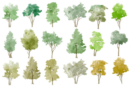 Vector illustration of an architectural tree for landscape design in a watercolor style	
