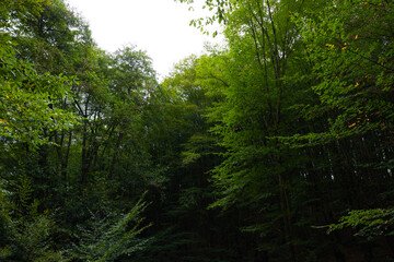 Lush forest view. Carbon net zero or carbon neutral concept photo.