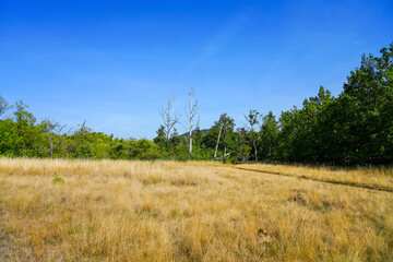 Landscape near Oker. Green nature near Goslar in the Harz mountains.
