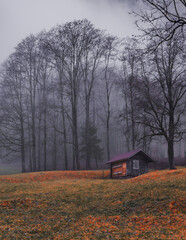 Fototapeta premium house in autumn
