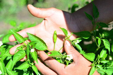 Mano de persona cosechando frutos de ajíes verdes de una planta en el campo. 