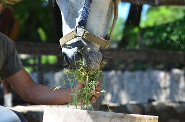 Mano de persona dando de comer alfalfa en la boca a un caballo blanco en el haras o hacienda