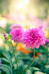 Pink Dahlia flower over blurred garden, outdoor day light, flower garden in spring and summer season