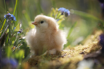 Spring Chick