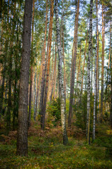 Fototapeta na wymiar Polskie lasy