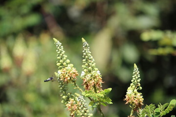 Cambodia. Caesalpinia is a genus of flowering plants in the family Fabaceae. It contains tropical or subtropical woody plants.