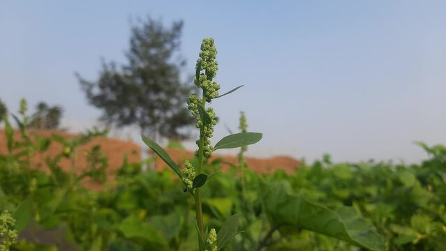 Chenopodium album plants. It &nbsp;is a fast growing&nbsp;weedy&nbsp;annual plant&nbsp;in the genus&nbsp;Chenopodium. It's other names &nbsp;lamb's quarters,&nbsp;melde,&nbsp;goosefoot,&nbsp;wild spinach&nbsp;and&nbsp;fat-hen. It is a popular greens.