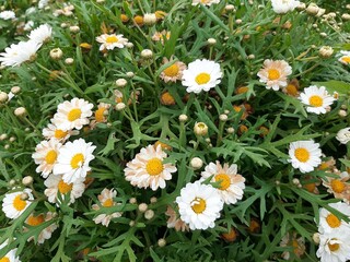 daisies in the garden