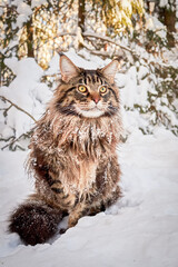 Beautiful portrait of maine coon cat in winter park, snowy background. 