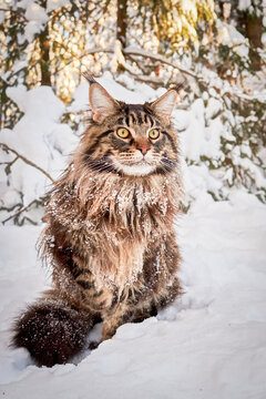 Beautiful portrait of maine coon cat in winter park, snowy background. 