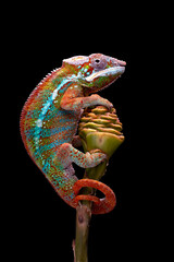Amazing rainbow color of Ambilobe Panther Chameleon (Furcifer pardalis). © Lauren