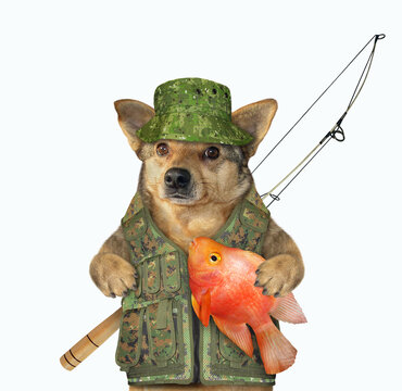 Dog fisher holds goldfish