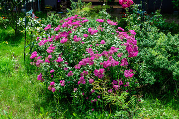 Fototapeta na wymiar Large bush with delicate pink flowers of Spiraea nipponica genpei shrub in full bloom and a small Green June Bug, beautiful outdoor floral background of a decorative plant