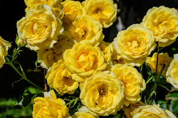 Large green bush with many fresh vivid yellow roses and green leaves in a garden in a sunny summer day, beautiful outdoor floral background photographed with soft focus