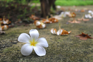 Close-up shot of white frangipani flowers falling on a garden path.