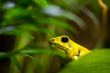 Phyllobates terribilis yellow frog in terrarium