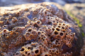 Closeup of porous stones with holes at beach. Hag stones, also known as Holey Stones or Witch...