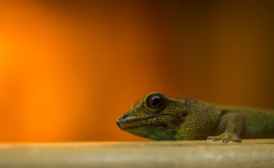green gecko on a branch