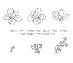 hand drawn mono line vector illustration. alamanda flowers petals.