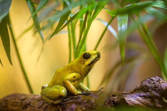Phyllobates terribilis yellow frog in terrarium