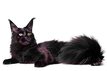 A big black maine coon kitten sitting in studio on white background, isolated.