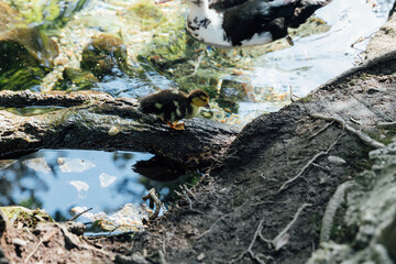 a little duckling without a mother duck in the pond