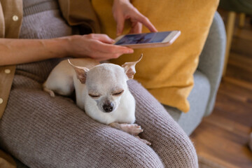 Small dog sitting on lap of woman using vet app on phone.