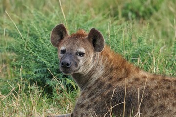 hyena in the savannah