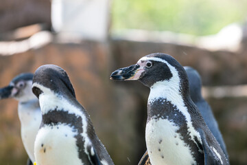 Naklejka premium A young (african) penguin bird. Animal close-up portrait photo. Selectice focus.