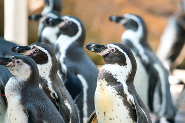 Naklejka premium A young (african) penguin bird. Animal close-up portrait photo. Selectice focus.