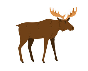 Moose, wild forest animal. Male bull elk with horns, antlers. Big woods mammal of North. Adult Northern stag profile. Colored flat vector illustration isolated on white background