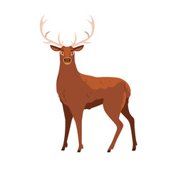 Red deer with antlers, wild forest animal. Male adult stag with horns. Big woods hoofed mammal of North America, Europe. Flat vector illustration isolated on white background