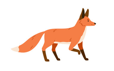 Red fox, wild forest mammal. Foxy animal with orange fur, fluffy tail. Cunning carnivore side view, profile. Northern woods predator. Colored flat vector illustration isolated on white background