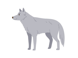 Gray wolf, wild forest animal. Woods hunter, predator. Canine beast, carnivore of Northern woodland. North dog-like mammal. Colored flat vector illustration isolated on white background