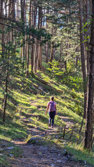 Fototapeta premium Woman with backpack on idyllic hiking trail through fir forest from Kotor to Derinski Vrh, Montenegro, Balkan, Europe. Magical atmosphere in Lovcen and Orjen national park. Fresh air breathing