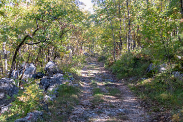 Idyllic hiking trail through forest in autumn from Sveti Stefan to Goli Vrh, Montenegro, Balkan, Europe. Mystical light shining through the tree trunks creating magical atmosphere. Dinaric mountains