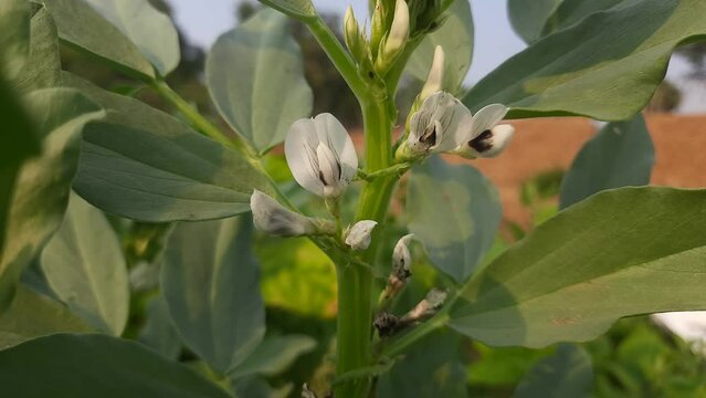 Vicia faba plant flowers in vegetable garden. Its other names&nbsp;broad bean,&nbsp;fava bean, or&nbsp;faba bean. It  is a species of&nbsp;vetch. This a flowering plant in the&nbsp;pea&nbsp;and&nbsp;bean&nbsp;family&nbsp;Fabaceae.
