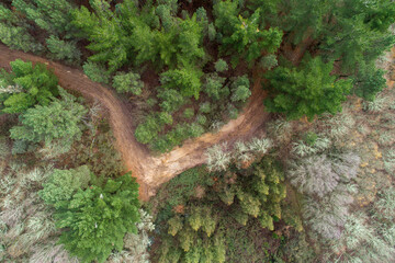 Fototapeta na wymiar drone aerial view of a pine forest and a mountain dirt track