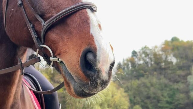 Close-up of horse nostrils and snout of white and brown horse with bridle and unrecognizable jockey on saddle