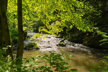 beautiful romantic view of stream Wesenitz in Liebethaler Grund in Saxonian Switzerland with glistening water in the sun