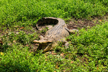 Obraz premium Portrait of a Nile crocodile resting in the sun near a swamp, semarang zoo, sunny December morning